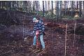Using an auger to create hole for new pine plantation